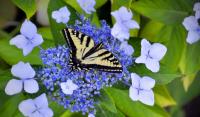 Swallowtail